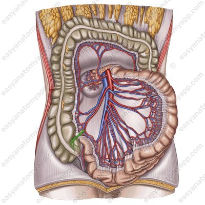Anterior caecal arteries (aa. coecales anterior)